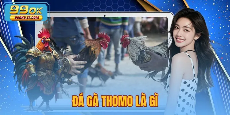 Đá Gà Thomo Là Gì - Nguồn Gốc Và Luật Thi Đấu Tại 99OK